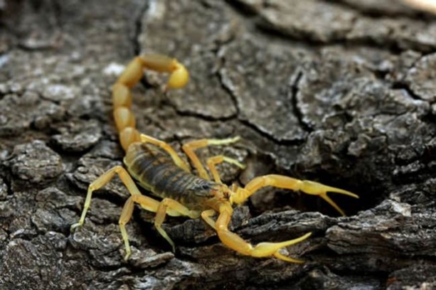 Foto - Dünyanın en ölümcül canlıları