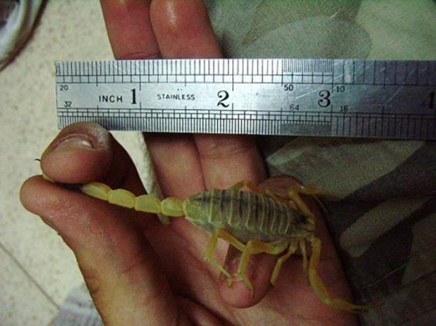 Foto - Dünyanın en ölümcül canlıları