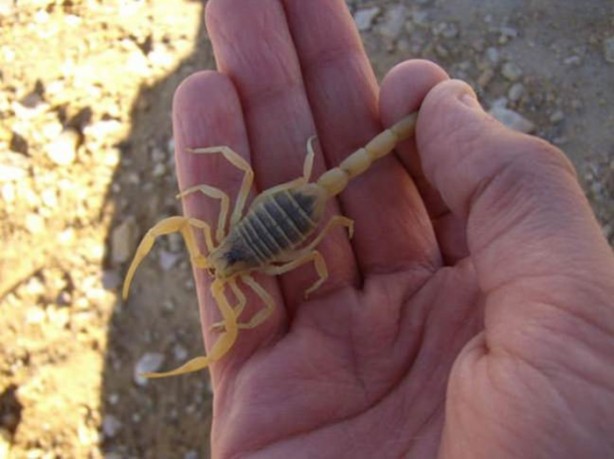 Foto - Dünyanın en ölümcül canlıları