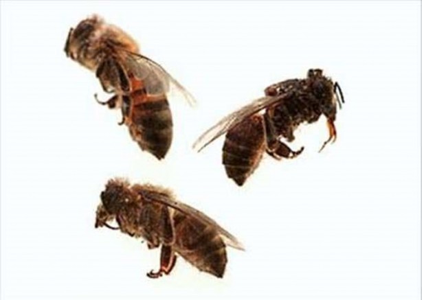 Foto - Dünyanın en ölümcül canlıları