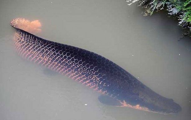 Foto - Dünyanın en ölümcül canlıları
