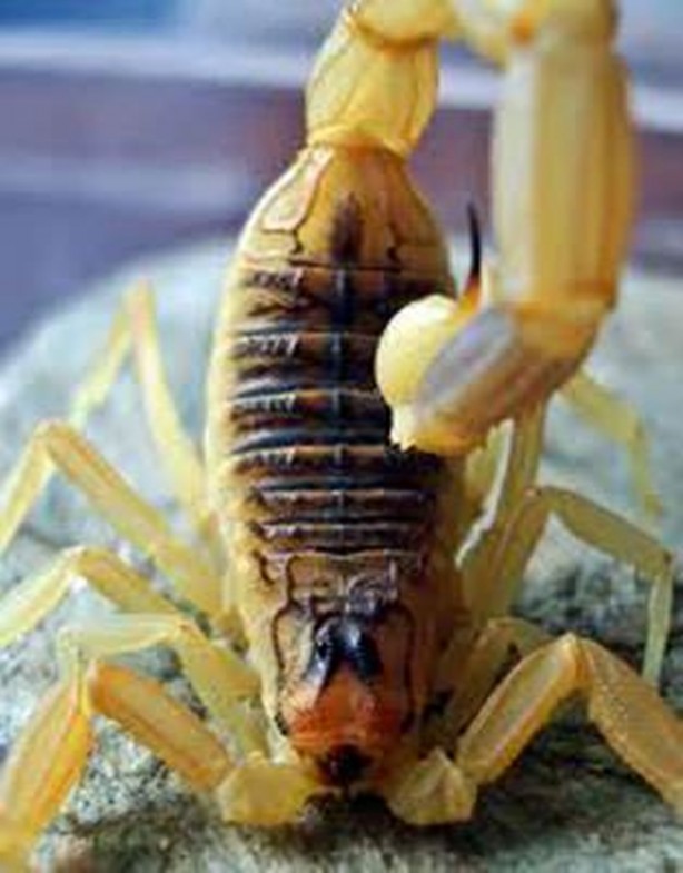 Foto - Dünyanın en ölümcül canlıları