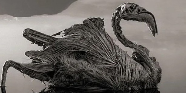 Foto - Dünyanın en ölümcül gölü Natron: Yaklaşan 'taş'a dönüyor! Teması olanlar için büyük bir tehlike! Duyanlar şaşkın