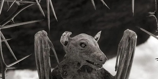 Foto - Dünyanın en ölümcül gölü Natron: Yaklaşan 'taş'a dönüyor! Teması olanlar için büyük bir tehlike! Duyanlar şaşkın