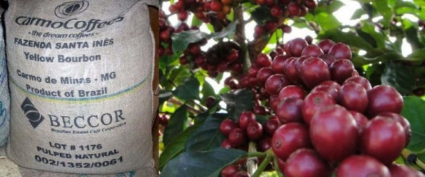 Foto - Dünyanın en pahalı 10 kahvesi