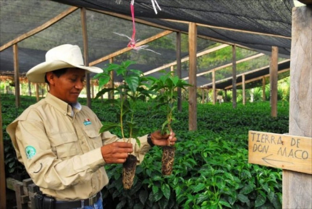 Foto - Dünyanın en pahalı 10 kahvesi
