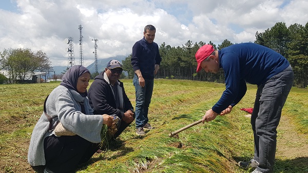 Foto - Dünyanın en pahalı baharatı! Gramı 125 liradan satılıyor