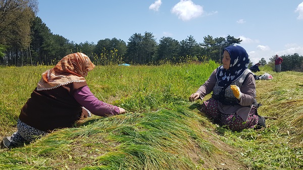 Foto - Dünyanın en pahalı baharatı! Gramı 125 liradan satılıyor