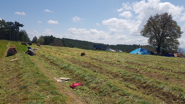 Foto - Dünyanın en pahalı baharatı! Gramı 125 liradan satılıyor