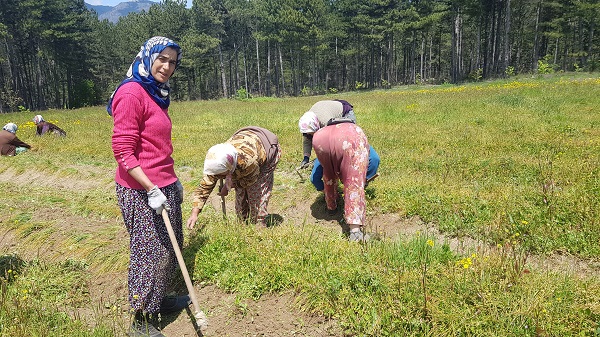 Foto - Dünyanın en pahalı baharatı! Gramı 125 liradan satılıyor