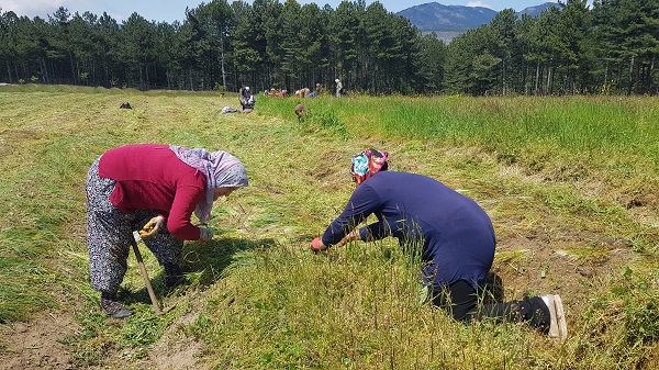 Foto - Dünyanın en pahalı baharatı! Gramı 125 liradan satılıyor