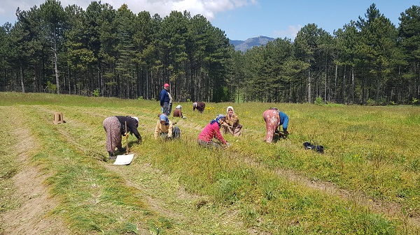 Foto - Dünyanın en pahalı baharatı! Gramı 125 liradan satılıyor