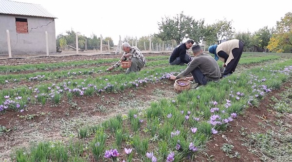 Foto - Dünyanın en pahalı baharatı! Kilosunu 200 bin liradan satıyor