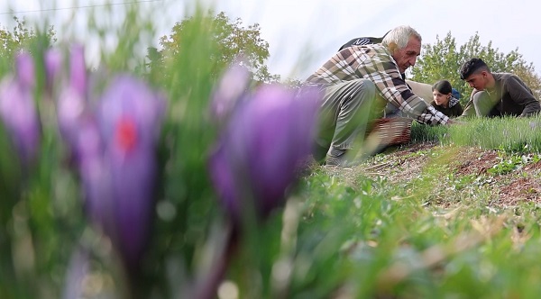 Foto - Dünyanın en pahalı baharatı! Kilosunu 200 bin liradan satıyor