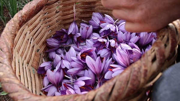 Foto - Dünyanın en pahalı baharatı! Kilosunu 200 bin liradan satıyor