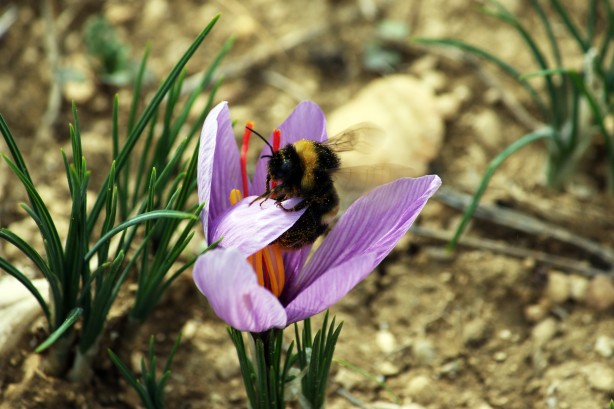 Foto - Dünyanın en pahalı baharatı Türkiye'de yetişiyor! Kilosu 250 bin lira