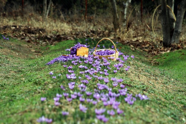 Foto - Dünyanın en pahalı baharatı Türkiye'de yetişiyor! Kilosu 250 bin lira