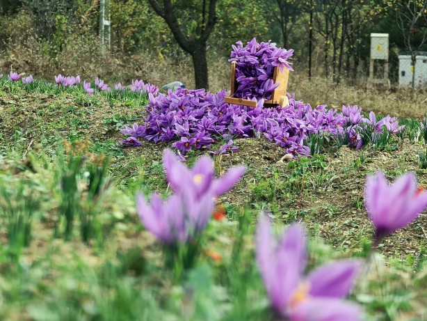 Foto - Dünyanın en pahalı baharatı Türkiye'de yetişiyor! Kilosu 250 bin lira