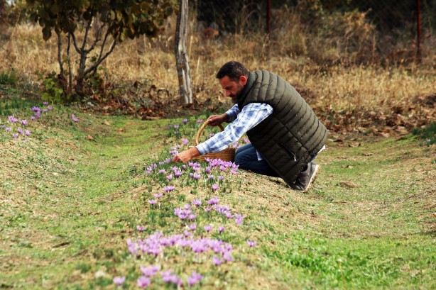 Foto - Dünyanın en pahalı baharatı Türkiye'de yetişiyor! Kilosu 250 bin lira