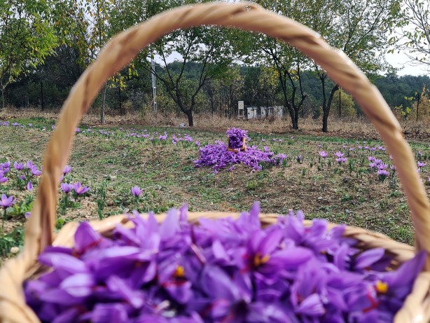 Foto - Dünyanın en pahalı baharatı Türkiye'de yetişiyor! Kilosu 250 bin lira