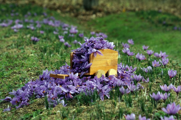 Foto - Dünyanın en pahalı baharatı Türkiye'de yetişiyor! Kilosu 250 bin lira