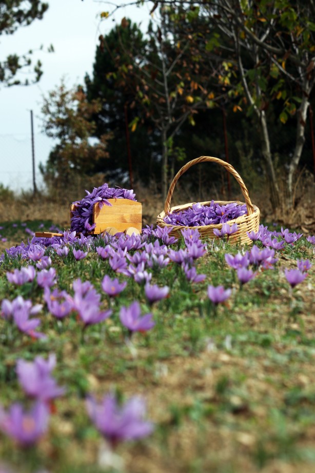 Dünyanın en pahalı baharatı Türkiye'de yetişiyor! Kilosu 250 bin lira