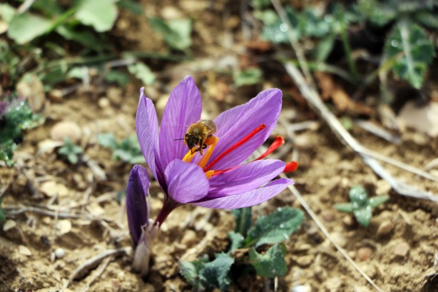 Foto - Dünyanın en pahalı baharatı Türkiye'de yetişiyor! Kilosu 250 bin lira