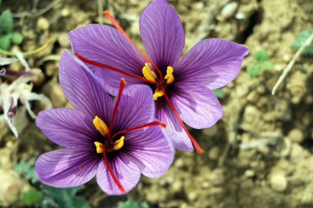 Foto - Dünyanın en pahalı baharatı Türkiye'de yetişiyor! Kilosu 250 bin lira