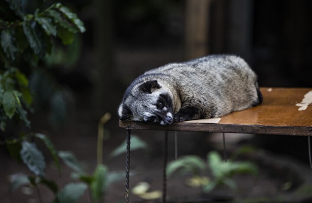 Foto - Dünyanın en pahalı kahvesi: Yapımını görenler şoke oluyor, kedinin pisliğinden üretiliyor