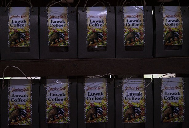 Foto - Dünyanın en pahalı kahvesi: Yapımını görenler şoke oluyor, kedinin pisliğinden üretiliyor