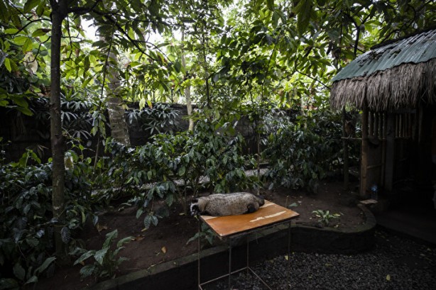 Foto - Dünyanın en pahalı kahvesi: Yapımını görenler şoke oluyor, kedinin pisliğinden üretiliyor