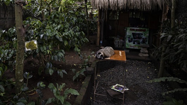 Dünyanın en pahalı kahvesi: Yapımını görenler şoke oluyor, kedinin pisliğinden üretiliyor