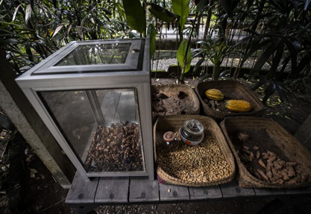 Foto - Dünyanın en pahalı kahvesi: Yapımını görenler şoke oluyor, kedinin pisliğinden üretiliyor