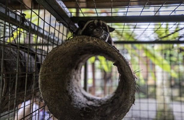 Foto - Dünyanın en pahalı kahvesi: Yapımını görenler şoke oluyor, kedinin pisliğinden üretiliyor
