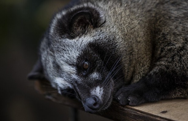 Foto - Dünyanın en pahalı kahvesi: Yapımını görenler şoke oluyor, kedinin pisliğinden üretiliyor