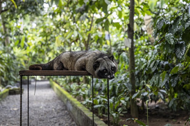 Foto - Dünyanın en pahalı kahvesi: Yapımını görenler şoke oluyor, kedinin pisliğinden üretiliyor