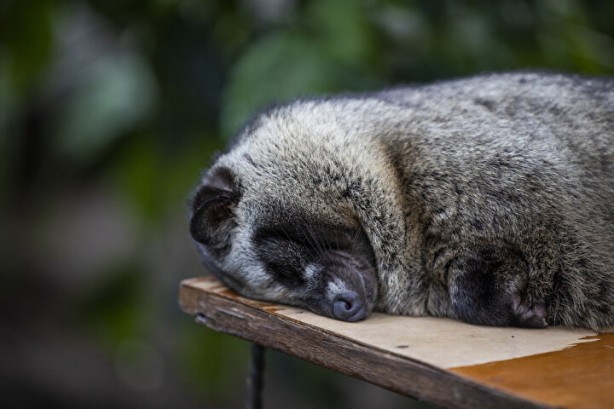 Foto - Dünyanın en pahalı kahvesi: Yapımını görenler şoke oluyor, kedinin pisliğinden üretiliyor