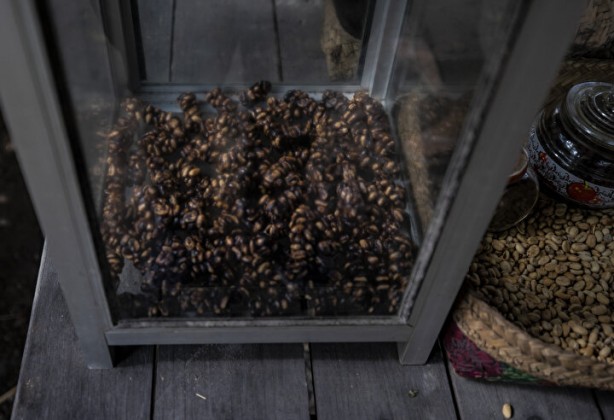 Foto - Dünyanın en pahalı kahvesi: Yapımını görenler şoke oluyor, kedinin pisliğinden üretiliyor