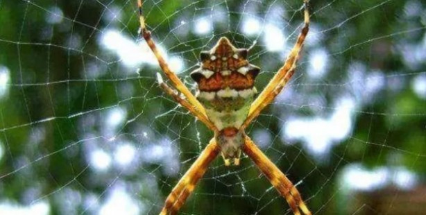 Foto - Dünyanın en pahalı maddeleri ağızları açık bıraktı! Yok artık...
