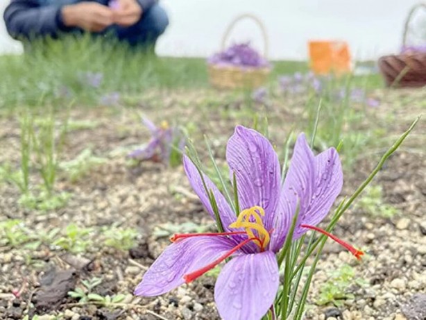 Foto - Dünyanın en pahalısı bu! Türkiye için harekete geçildi bir ilimizi daha zengin edecek