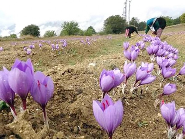 Foto - Dünyanın en pahalısı bu! Türkiye için harekete geçildi bir ilimizi daha zengin edecek