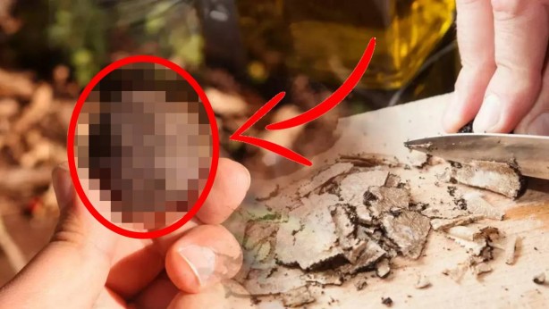 Dünyanın en pahalısı Türkiye’de bulundu! Fiyatı 4 milyon 800 bin lirayı gördü: Onu eken resmen milyoner olacak