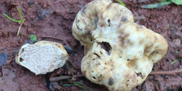 Foto - Dünyanın en pahalısı Türkiye’de bulundu! Fiyatı 4 milyon 800 bin lirayı gördü: Onu eken resmen milyoner olacak