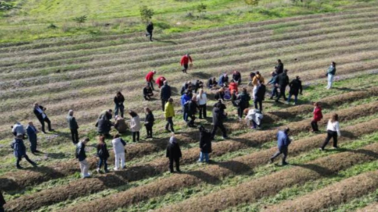 Foto - Dünyanın en pahalısının hasadı başladı: Kilosu tam tamına 800 bin lira!