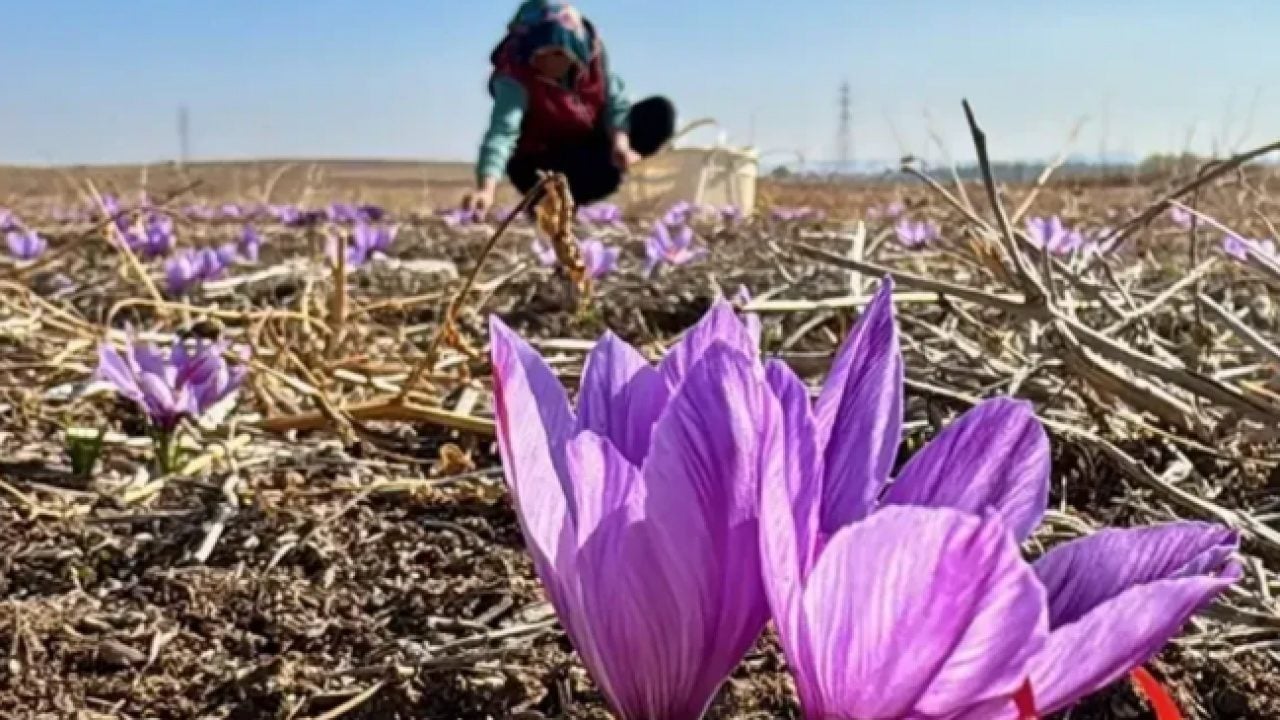Foto - Dünyanın en pahalısının hasadı başladı: Kilosu tam tamına 800 bin lira!