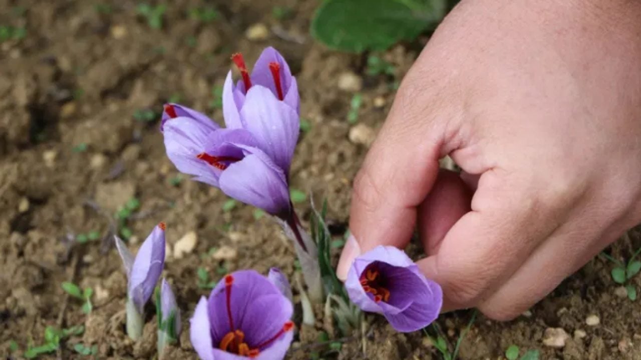 Dünyanın en pahalısının hasadı başladı: Kilosu tam tamına 800 bin lira!