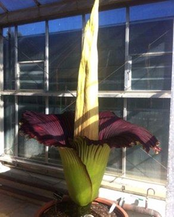 Foto - Dünyanın en pis kokan çiçeği açtı