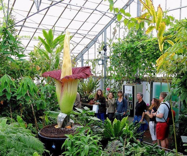 Foto - Dünyanın en pis kokan çiçeği açtı