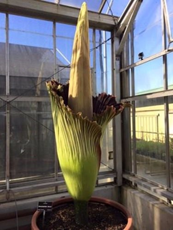 Foto - Dünyanın en pis kokan çiçeği açtı