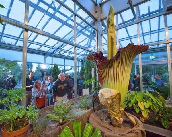 Foto - Dünyanın en pis kokan çiçeği açtı